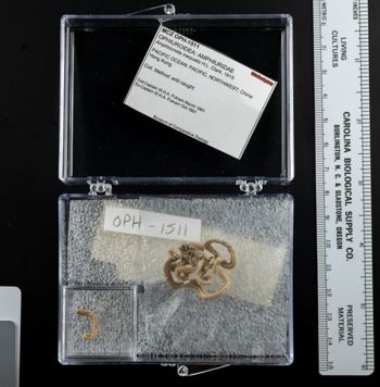 Media type: image;   Invertebrate Zoology OPH-1511 Description: View of entire specimen container, computer label, and scale.;  Aspect: container